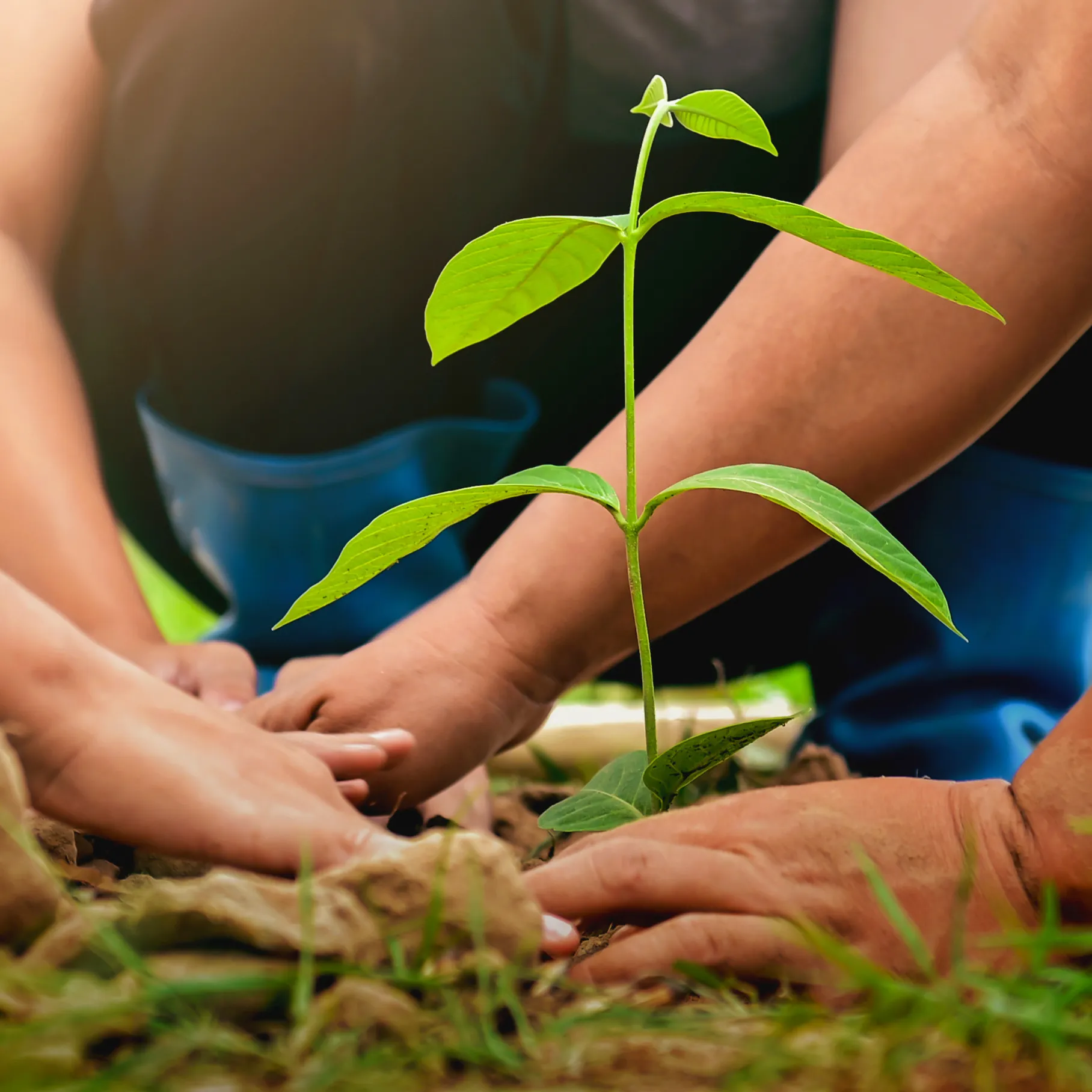 People planting together
