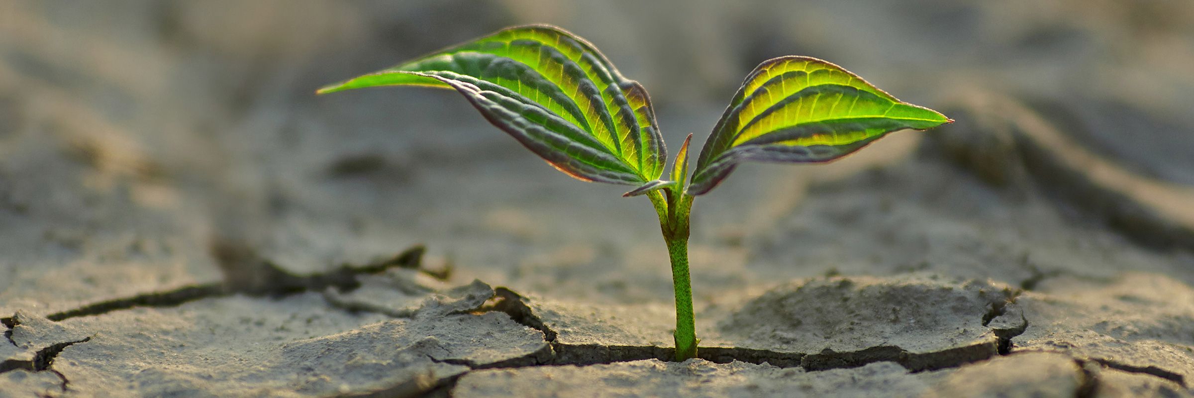 Leaf emerging from cracked soil