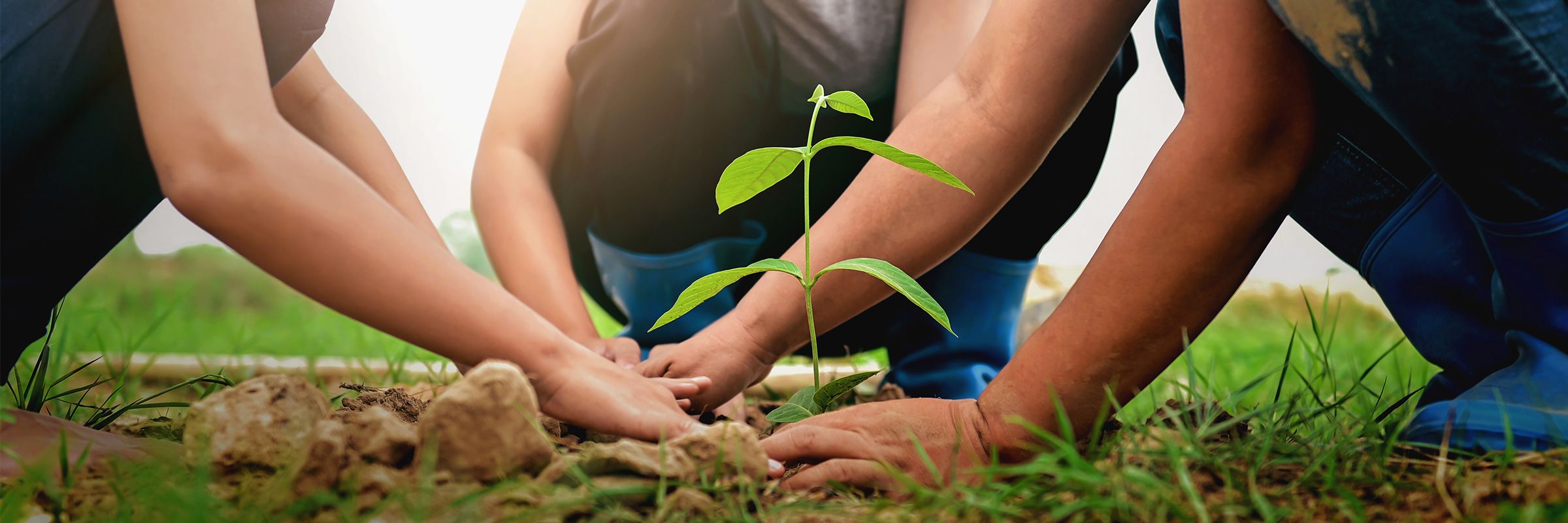 people planting together 3x1